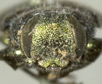 Media type: image;   Entomology 8121 Aspect: head frontal view